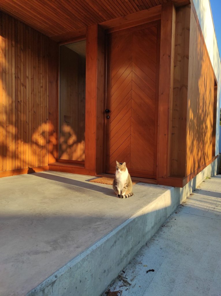 projetos de arquitetura, casa de madeira, gato, cor, mel, betão, degrau,
